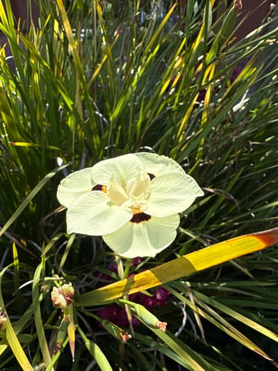 A close-up, top-down shot captures a pale yellow, iris-like flower with dark markings in its center. The flower is surrounded by lush, green, grass-like foliage, with some blades appearing yellow or golden from sunlight. A prominent, broad, golden-yellow leaf with reddish-brown tips runs diagonally across the right side of the frame, partially obscuring the flower. Several developing seed pods, one with a reddish-brown tip and a greenish bud, are visible among the foliage. In the background, hints of dark purple are visible, suggesting other plants. The lighting suggests it is daytime, with sunlight casting shadows and highlighting the textures of the petals and leaves. The scene appears to be outdoors, possibly in a garden setting in Mountain View, USA, given the provided location context. There is no visible text in the image.
