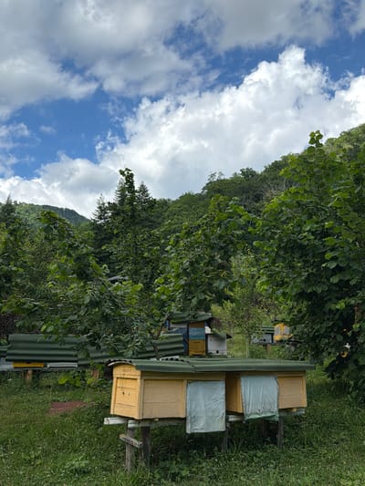 The image depicts an apiary with multiple beehives situated in a rural, possibly mountainous, environment. The foreground features a yellow wooden beehive with light blue fabric coverings on its front. Behind this, several other beehives are visible, some with green corrugated roofs and others painted in yellow and blue. These hives are arranged on wooden stands in a grassy area. Lush green trees and foliage surround the apiary, with a densely wooded hillside in the background under a cloudy sky. The scene is located in Semenovka, Russia. There are no people or animals actively engaged in the image, apart from a few distant dark specks in the sky that could potentially be birds or insects. The overall impression is one of a natural and productive agricultural setting.