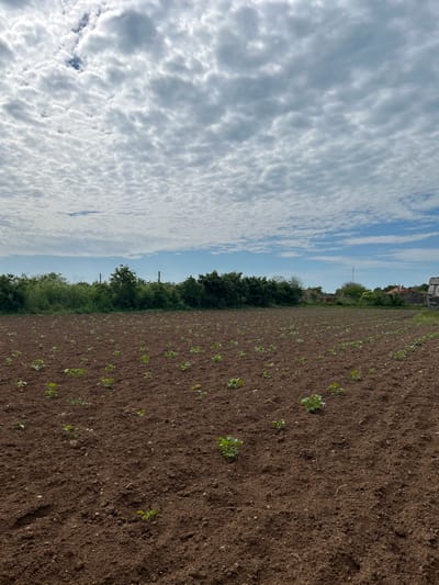 The image shows a field of recently planted crops in Balgarevo, Bulgaria, with a line of trees separating the field from a cloudy sky. The field is tilled and brown, with small green plants emerging in rows. The treeline is dense and varied, with glimpses of buildings and power lines behind it. The sky is filled with white, puffy clouds against a blue backdrop.