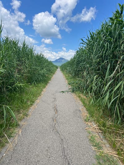 A paved walkway, cracked in several places, leads into the distance, bordered on both sides by tall, dense green reeds and grass. The sky above is a vibrant blue, dotted with fluffy white clouds. In the far distance, a hazy mountain peak is visible beyond a body of water, likely a lake or sea. The scene appears to be a natural pathway, possibly in a park or along a waterfront, with no people or human activity present. The overall impression is one of natural tranquility.