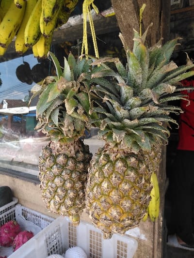 This image captures a detail view of a fruit stall located in Ban Lao Ta, Laos. In the foreground, two ripe pineapples hang vertically from distinct strands of yellow string, which are secured to a sturdy, light-brown wooden post or beam on the right side of the frame. Each pineapple exhibits a greenish-yellow body with distinct segmented skin patterns and is topped with a spiky, deep green crown. Above the pineapples, a cluster of yellow bananas hangs. Below the hanging fruits, multiple white plastic crates are visible, containing other produce. The leftmost crate holds several bright pink dragon fruits and a dark green, oval-shaped fruit. Another crate contains several round fruits individually wrapped in white protective mesh. The background features a large glass panel, reflecting blurred outdoor elements such as what appears to be part of a building and sky. On the far right, partially obscured by the wooden beam, a person wearing a red shirt and dark trousers is visible.