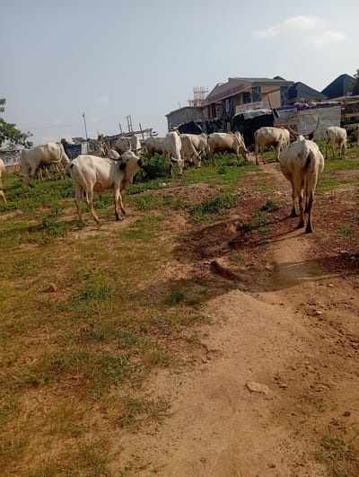 The image depicts a herd of white cattle grazing in a dusty, outdoor area with sparse green vegetation. Several structures, possibly under construction, are visible in the background, including buildings with dark roofs and scaffolding. There is also a sign that reads "EFAB SALEM VENTURED HOMES" and another partially visible sign with text in a foreign language. A person wearing a light-colored shirt is standing near one of the structures. The overall environment appears to be somewhat rural, with a mix of natural elements and human-made construction. The scene is consistent with a location in Tasha, Nigeria, given the visual cues of the cattle, buildings, and signs.