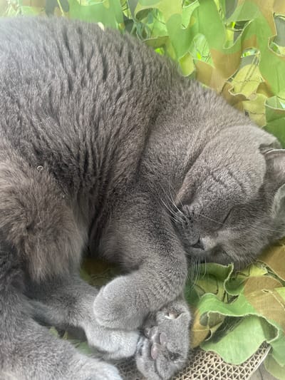 A close-up shot shows a gray cat sleeping curled up on a camouflage net. The cat's fur is short and dense, and its eyes are closed. The camouflage net is made of green and brown fabric, with some areas appearing torn or frayed. The cat appears to be resting peacefully, possibly in an outdoor setting given the camouflage material. The location in the city of Ливадийский поселковый совет, Ukraine, is unknown.