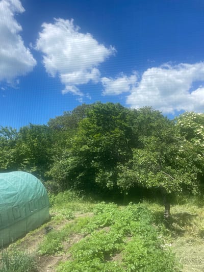 A landscape image shows a field with a blue sky with white clouds. The field has a mix of green plants and trees. In the lower right corner is a partially visible green structure. The location is Mirkovo, Bulgaria.