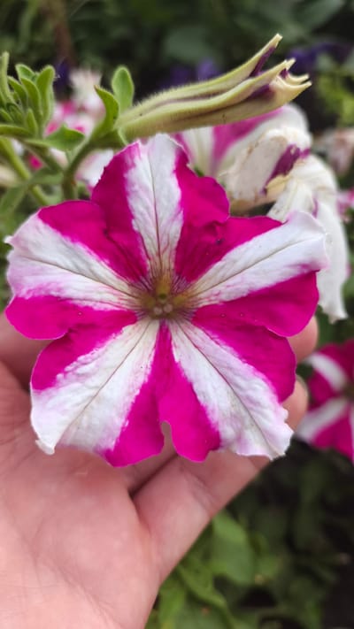 A close-up shot shows a hand gently holding a vibrant, striped pink and white petunia flower. The flower has a star-like pattern with eight distinct petals radiating from the center. The petals are edged with bright pink and have wide white stripes that extend towards the center. Some parts of the flower appear slightly wilted, with a few small dark specks visible on the petals. In the background, out-of-focus green foliage and hints of other flowers, including a bud with purplish tips, create a soft bokeh effect. The hand holding the flower has light skin and its fingers are positioned to support the bloom. The scene is illuminated by natural light, highlighting the textures and colors of the flower and the skin.