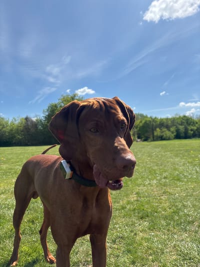 The image shows a brown Vizsla dog with its tongue out, standing on green grass under a bright blue sky with scattered clouds. A wooded area is visible in the background. The dog wears a dark green collar with a white rectangular device attached. The photo seems to be taken in an outdoor setting on a sunny day, likely a park or field. It is not possible to confirm the location as Broxbourne, United Kingdom from the image alone.
