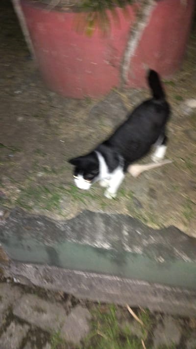 A black and white cat is captured in motion in a dimly lit outdoor setting. The cat, with white markings on its chest, face, and paws, is the primary subject. It is walking on a patch of dry earth with some sparse grass. In the background, a large, reddish-pink planter is visible, out of focus. The foreground shows a concrete edge with some greenish water in a channel beneath it. The lighting suggests it is nighttime, and the overall impression is of a candid, somewhat blurry snapshot. There is no visible text.