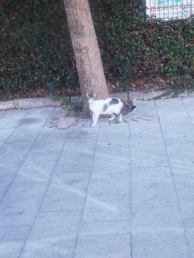 A black and white cat stands on a paved sidewalk next to a tree. The cat is facing the viewer with its ears perked up. Behind the cat, a dense green bush forms a backdrop. The sidewalk is made of large, square, light gray concrete pavers. A discarded brick lies on the ground near the base of the tree. In the upper right corner of the image, a portion of a sign is visible with some text and numbers. The time of day appears to be late afternoon or early evening, given the quality of the light. The overall scene suggests an urban outdoor environment. The cat appears alert and curious.