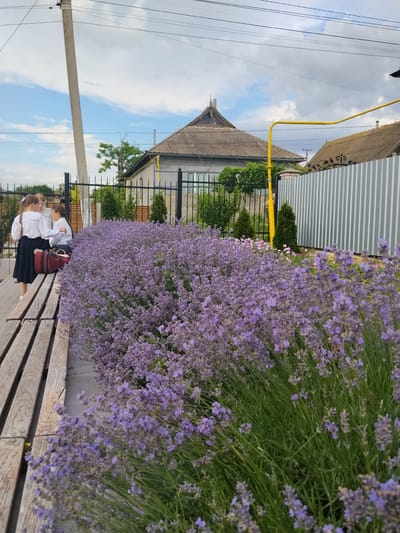 Three young girls stand on a wooden bench next to a dense bed of lavender. The girls are wearing white blouses and dark skirts, with their hair in braids. One girl carries a red bag over her shoulder. They appear to be conversing. The scene is outdoors, with a fence and houses visible in the background. The sky is cloudy, suggesting it might be a partly cloudy day. The lavender is in full bloom, creating a vibrant purple and green display. A yellow gas pipe runs along the fence line. The overall impression is a pleasant summer day, possibly in a residential area. No visible text.