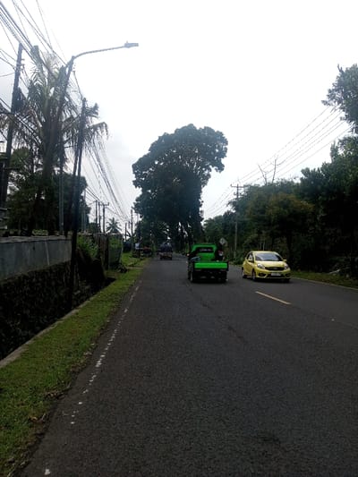 This image depicts a two-lane asphalt road in the city of Niz Lakuk, India, under an overcast sky. The road features a yellow dashed center line.

On the left side of the road, a concrete retaining wall parallels the pavement, with a grassy shoulder and drainage ditch beneath it. Above the wall, dense foliage, including several tall palm trees, is visible. Multiple utility poles rise from the left, supporting a dense network of overhead power lines and communication cables. A street light fixture extends over the road from one of these poles.

On the right side of the road, thick green trees and bushes line the thoroughfare, with additional utility poles and lines present further back. A large tree with a dense canopy stands prominently further down the road on this side.

Three vehicles are present on the road. In the right lane, a yellow compact car, identified as a Honda Brio type vehicle, is traveling towards the viewer. Its front license plate displays "D 1686 BA" along with other characters. In the left lane, a green pickup truck is traveling away from the viewer; a single occupant (driver) is visible inside. Further down the left lane, a darker colored truck, possibly an open-bed utility vehicle, is also receding from the viewer. No other individuals or interactions are discernible.