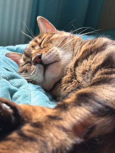 A Bengal cat sleeps soundly on a textured teal blanket. The cat's eyes are closed, and its whiskers are spread out. Sunlight illuminates its fur, highlighting the distinctive rosetted markings characteristic of the breed. The background is softly blurred, showing a hint of blue curtains. The scene is peaceful and intimate, suggesting a moment of deep relaxation for the animal. The image does not contain any information that would allow for its location to be identified as Blagoveshchenskoe, Russia.
