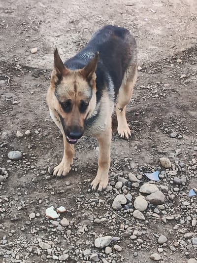 The image shows a German Shepherd dog standing on a patch of dirt and gravel. The dog is facing the camera, with its mouth slightly open and tongue visible. It has characteristic tan and black markings, with pointed ears and dark eyes. The ground is covered in small stones and dirt, with a few larger rocks scattered around. There are also a couple of small pieces of white material, possibly bread, visible on the ground near the dog's front paws. The lighting suggests it is daytime, but no specific time can be determined. The scene appears to be outdoors, in a rural or undeveloped area. There is no text visible in the image.