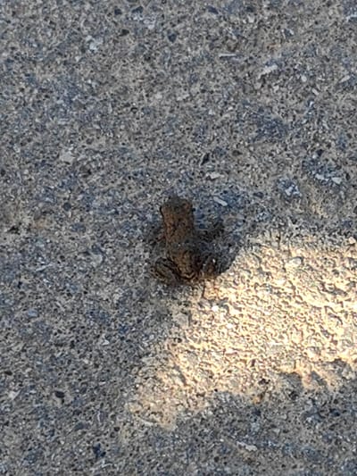 A small, brown frog is crouched on a textured, gray asphalt surface. The frog is positioned slightly off-center, towards the left side of the frame. The asphalt is speckled with lighter and darker aggregate. A bright, sunlit area dominates the lower right portion of the image, casting a shadow to the left. The scene appears to be outdoors, on a paved surface, possibly in a street or walkway. No people or other animals are visible. The image quality is moderate, with some graininess. The location provided, "city of Arkhangel'skoe (Sp Veselevskoe), Russia," suggests this is an outdoor scene within that specific geographical area.
