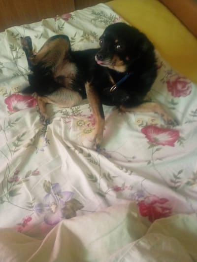 A small black and tan dog with a blue collar is lying on its back on a floral-patterned bed. The dog's tongue is slightly sticking out, and its eyes are open, looking to the right. Its hind legs are splayed upwards, and its front paws are near its head. The bedspread has a pattern of pink, red, and purple flowers with green leaves. The background shows a wooden surface at the top and a yellow pillow on the right. The image appears to be taken indoors, likely in a bedroom. The location of the image in Myrhorod, Ukraine, is not discernible from the visual information provided in the image.