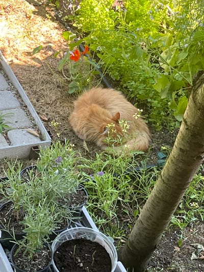 An orange cat is curled up sleeping in a garden in Khadyzhensk, Russia. The cat is on the dirt ground, surrounded by green plants and a few small white flowers. To the left of the cat, there is a raised garden bed with stepping stones and some mulch. In the foreground, there are potted plants, including one with small purple flowers. To the right of the cat, a tree trunk is visible. The sun is shining, casting shadows on the ground.