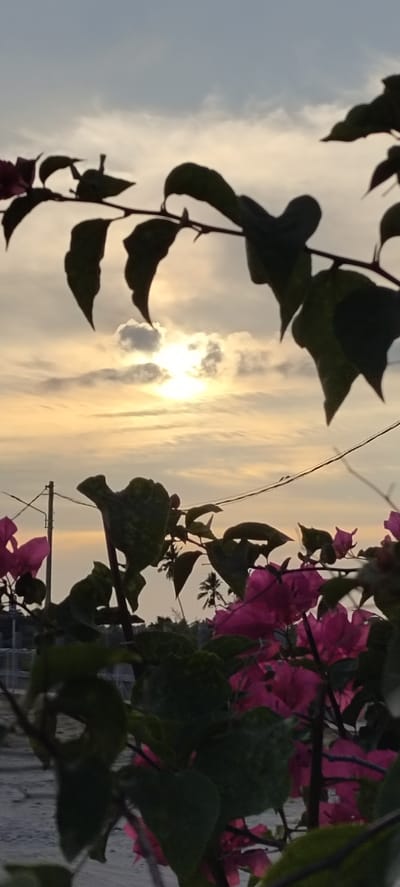 A vertical, full shot captures the sky and foliage at what appears to be sunset in Meunasahaluedrienlhoksukon Barat, Indonesia. Silhouetted against the golden and grey sky are the branches and dark green leaves of bougainvillea, with vibrant pink flowers visible in the foreground. In the distance, a utility pole with wires is visible, and further beyond, the faint outlines of palm trees and buildings suggest a suburban or rural setting. The ground appears to be a gravel or dirt surface.