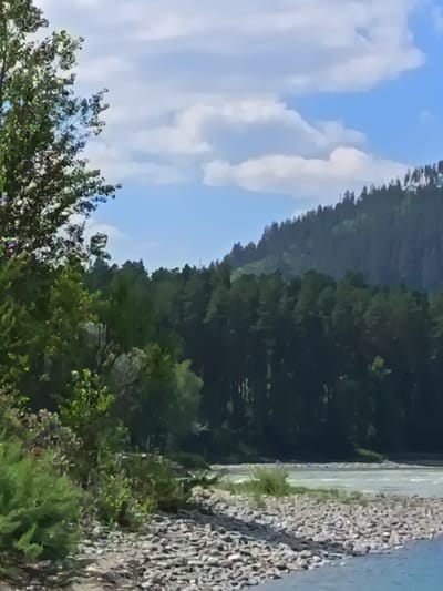 This is a medium shot, eye-level, outdoor, daytime, vertical, scenic photograph of a rocky riverbank with a forested mountain in the background. The foreground shows a shoreline composed of gray and white rocks of various sizes. To the left, lush green vegetation, including leafy bushes and grass, grows along the bank. A large tree with dense green foliage is also prominent on the left side of the frame.
In the middle ground, a wide river flows with light blue-green water, appearing somewhat turbulent with visible ripples. The riverbank on the opposite side is also rocky and covered with vegetation.
The background features a steep, densely forested mountain slope. The trees are predominantly dark green, indicating a coniferous forest. The upper part of the mountain is covered in shadow, suggesting the sun is positioned elsewhere.
The sky above is a bright blue with scattered white, puffy clouds. The overall impression is a natural, undeveloped landscape, likely in a rural or wilderness area. The location, Нижнекаянча, Russia, is a small village known for its natural beauty, situated along the Катунь River, which aligns with the scene depicted.