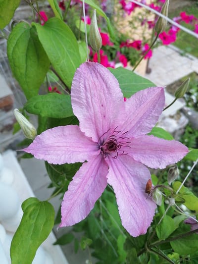 The image shows a close-up view of a pink Clematis flower in bloom, with its petals unfurling to reveal a dark center. Several buds are also visible on the stem, some still tightly closed and others partially open. Green leaves surround the flower and buds, providing a lush backdrop. In the background, out-of-focus pink petunias create a vibrant blur of color. A small, reddish-brown insect is perched on one of the flower's petals. The scene appears to be an outdoor garden setting, possibly in a residential area. The image does not contain any specific landmarks or elements that would definitively place it within the city of Stropi, Latvia.