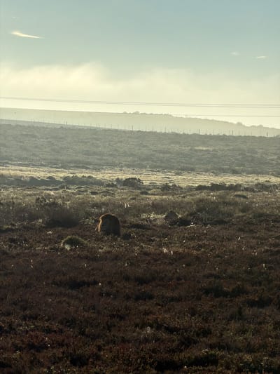 The image shows a landscape in George, South Africa. A dark, textured ground, possibly overgrown with vegetation, dominates the foreground. A brown animal, possibly a cow, is partially visible in the middle ground. Beyond that is a lighter, hazy area with faint lines suggestive of a fence or power lines. The sky above is pale and overcast.