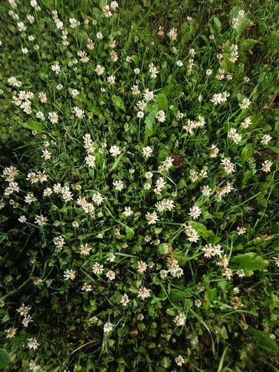This is a top-down, medium-shot photograph of a patch of white clover flowers and green grass in Kalachevo, Russia. The flowers are small, with many delicate white petals, some of which are tinged with brown, indicating they may be past their prime. They are scattered throughout the frame, interspersed with lush green clover leaves and blades of grass. The lighting appears to be artificial, casting a slightly greenish hue over the scene and creating some shadows within the foliage. No people or specific actions are depicted. The environment is a natural ground cover, likely a lawn or meadow.