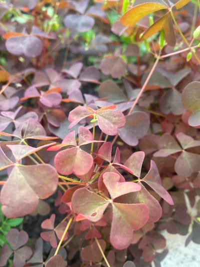 The image displays a close-up view of a cluster of plants with heart-shaped leaves, predominantly in shades of deep purple and reddish-brown. Some leaves exhibit lighter green or yellow hues, suggesting variations in color or light exposure. The leaves are arranged in a dense pattern, with delicate stems and small buds or new growth visible. The background is a soft blur of green and darker tones, indicating other foliage and possibly the ground. The scene appears to be outdoors, with natural lighting. There are no people or discernible human activity captured in this image. The specific location in Vălcineț, Moldova, is not visually identifiable from the provided image alone.