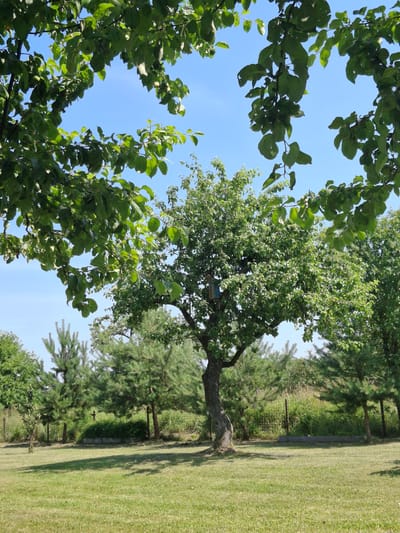 This media file depicts an outdoor scene on a sunny day, likely in the late morning or early afternoon, given the strong shadows cast across the mown grass. The setting appears to be a garden or park area with a variety of trees.
In the foreground, lush green foliage from large leafy trees dominates the left side of the frame, with branches arching upwards and framing a clear blue sky. Some of these leaves appear to be from an apple tree, with small green fruits visible. In the middle ground, a mature tree with a thick trunk and spreading branches stands prominently, with a small birdhouse attached to one of its limbs. Behind this tree, a row of coniferous trees, likely pines, adds a different texture to the greenery.
The background consists of a neatly mown lawn stretching into the distance, with a subtle incline. A low concrete barrier or border runs along the edge of the lawn, separating it from a strip of wilder vegetation and more trees. The overall impression is one of a well-maintained natural space, possibly a backyard or a recreational area within the Дубровенскі сельскі Савет, Belarus, as suggested by the location context. No people are visible in the image, and the focus is entirely on the natural elements of the landscape. The weather appears clear and pleasant, conducive to outdoor activities. There is no visible text in the image.