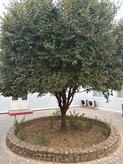 The image depicts an outdoor scene in Karlanin, Uzbekistan, featuring a mature tree with dense green foliage, centered within a circular stone-lined planter bed. The tree's trunk is visible, and the surrounding ground is covered in dry soil and a few small, leafy plants. Beyond the planter, a paved walkway made of interlocking bricks leads towards a white building with two doors. Two white outdoor air conditioning units are positioned on the ground to the right of the doors, mounted on red bases. The building appears to be constructed of modular panels. The sky above is overcast, suggesting a cloudy day. There are no people visible in the image.