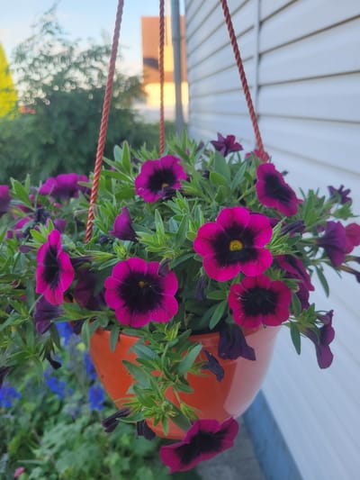 This is a medium-shot, slightly angled photograph of a hanging basket filled with vibrant purple petunias, some with deep black centers and yellow pistils. The flowers are lush and abundant, with green foliage intertwined among them. The basket itself is a bright orange, its smooth, rounded surface visible behind the blooms.
The basket is suspended by a braided, reddish-brown rope. In the background, the scene is softly blurred, suggesting an outdoor setting. Above the flowers, a white, ribbed surface, likely an awning or overhang, is visible. To the left and lower down, out-of-focus elements of the background include greenery and what appear to be other flowers, some in shades of blue. A yellow object is also faintly visible in the lower left background, possibly another plant or a building element.
The lighting suggests it is daytime, likely with overcast or diffused sunlight given the lack of harsh shadows. The overall impression is one of a well-maintained garden or outdoor decorative display. No people are visible in the frame. There is no visible text in the image.