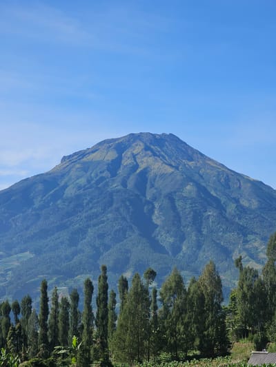 The image depicts a panoramic view of Mount Sindoro, a prominent stratovolcano located in the Kledung district of Central Java, Indonesia. The mountain dominates the scene, its slopes covered in lush green vegetation, with patches of yellow grass and bare earth visible towards its summit. The sky above is a clear, bright blue, with a few wispy clouds.
In the foreground, a dense forest of tall, slender trees stretches across the bottom of the frame, their dark green foliage contrasting with the lighter greens of the mountain. Some of these trees have a distinctive, spire-like shape. Below the trees, a small section of a cultivated field or garden is visible, with glimpses of green plants and a thatched roof structure on the far right.
The mid-ground features rolling hills covered in dense, dark green forests, interspersed with terraced agricultural fields. The overall impression is one of natural beauty and tranquility, with the majestic mountain serving as the focal point. The image appears to have been taken during daylight hours, likely in the morning or afternoon, given the clear sky and the quality of light. There are no people or animals visible in the image.