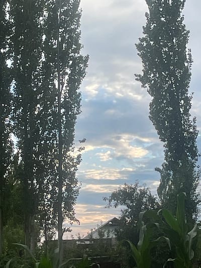 The image depicts a daytime outdoor scene, likely in the rural outskirts of Кызыл-Тоо, Kyrgyzstan, given the context. The foreground is dominated by the dense foliage of tall, dark green trees, one on the left and one on the right, which frame the central sky. The sky is partly cloudy with a mix of white and gray clouds, and hints of blue sky and possibly the setting sun, casting a soft light.

In the middle ground, a small, light-colored aircraft, possibly a drone or a small plane, is visible in flight against the sky. Below the aircraft, a cluster of trees with lighter green leaves are visible, and further down, a portion of a building with a peaked roof and lighter walls can be seen. The bottom of the image shows more greenery, including what appears to be large corn leaves, suggesting a garden or agricultural area. The overall impression is one of a tranquil rural or semi-rural landscape under a cloudy sky.