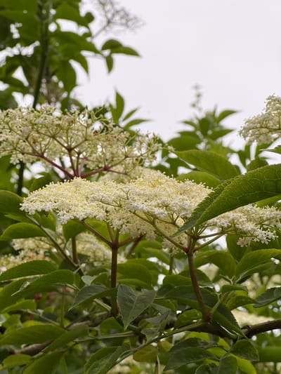 This is a close-up, low-angle shot of a flowering elderberry bush in Mountcharles, Ireland. The subjects are clusters of tiny white elderflowers, which are intricately detailed with small petals and yellow stamens, and the surrounding green leaves. The flowers are blooming abundantly, forming drooping cascades that fill the frame. The leaves are varied in shape and texture, with some clearly defined veins and serrated edges, while others are softer and slightly out of focus. The background is a bright, overcast sky, indicating likely cloudy or diffused light conditions. The scene is natural and peaceful, suggesting a spring or early summer day. There are no people, objects, or text visible in the image. The focus is entirely on the natural beauty of the elderberry blossoms and foliage.