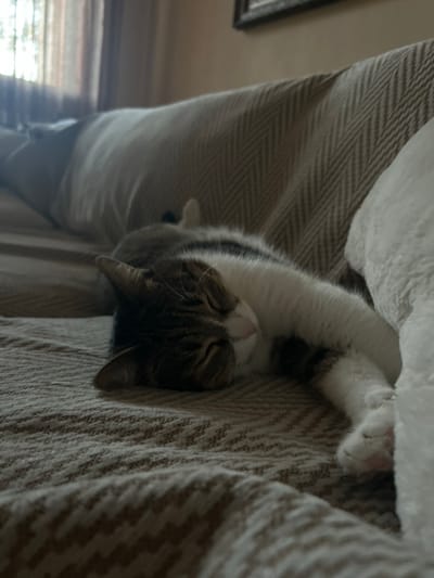 A domestic cat is sleeping on a couch in a dimly lit room. The cat is a tabby with white markings on its chest and paws. Its eyes are closed, and its paws are tucked in front of it. The cat appears to be relaxed and comfortable. The couch is covered in a textured, neutral-colored fabric. A white blanket or throw is draped over the armrest of the couch, and the cat is partially resting on it. In the background, a window with blinds is visible, suggesting it might be daytime, though the indoor lighting is subdued. A framed picture is visible on the wall in the far background. The scene conveys a sense of peace and domesticity, with the cat enjoying a nap. The overall mood is tranquil and cozy.