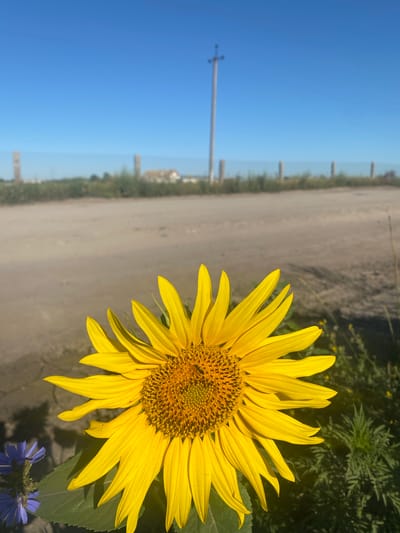 A close-up, eye-level shot focuses on a bright yellow sunflower in the foreground. The sunflower is positioned on the right side of the frame, with its petals fanned out towards the center. To the left of the sunflower, a small cluster of purple flowers is visible. The background features a dirt road curving into the distance, bordered by dry grass and a few scattered power poles. Beyond the road, a faint line of buildings can be seen under a clear, bright blue sky. The scene appears to be an outdoor, rural setting, likely in Novooleksandrivs'ke, Ukraine, given the typical landscape elements present. There are no people or animals visible in the image.