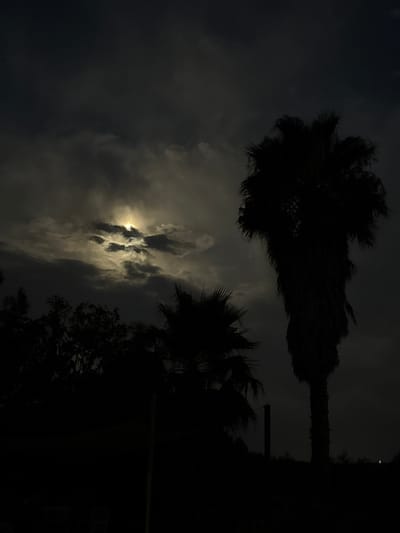 This nighttime image captures a dramatic sky over Santa Margalida, Spain, with the moon peeking through thick clouds. Silhouetted palm trees dominate the foreground, their fronds stark against the dark sky. The overall mood is mysterious and slightly eerie, with the interplay of light and shadow creating a sense of depth and drama. The moon's glow illuminates parts of the clouds, casting an ethereal light on the scene.