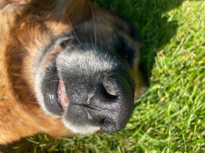 The image is a close-up, overhead shot of a dog's face lying on green grass. The dog's nose is wet and shiny, with a dark, textured surface. Its mouth is slightly open, revealing a pink tongue and some teeth. The dog's fur is visible in shades of brown and black, with some white hairs around its muzzle. The background is dominated by lush green grass, with dappled sunlight creating highlights and shadows. The scene appears to be an outdoor setting, likely a yard or park. There is no indication of a specific location within Блужскі сельскі Савет, Belarus.