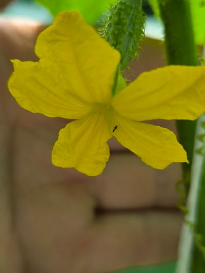 An extreme close-up, vertical shot focuses on a bright yellow cucumber flower with five distinct petals. The petals are soft and fuzzy, with delicate veins visible. In the center of the flower, a small black ant is visible, appearing to walk on one of the petals. To the upper left of the flower, a small, spiky green cucumber is developing, with a light brown, out-of-focus background suggesting an indoor or garden setting. The scene is located in Mileștii Mici, Moldova.