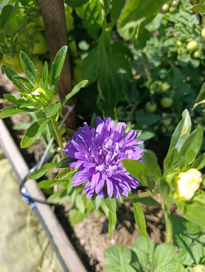 In a garden in Ivanovka, Russia, a close-up shot focuses on a vibrant purple aster flower in full bloom, its delicate petals fanned out. To the left, a tightly furled bud of a similar flower is visible, surrounded by lush green foliage. In the background, out of focus, are green tomato plants bearing small, unripe fruits, and a brown wooden stake. The garden bed appears to be contained within a light-colored wooden planter box, with a black irrigation tube running across it. The scene is bathed in bright sunlight, casting shadows and highlighting the textures of the plants.