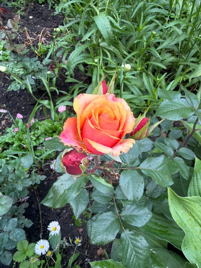 In Nikolaevka, Russia, a close-up, vertical, eye-level shot captures a vibrant rose in a garden setting after a rain. The rose, predominantly orange and red, displays delicate petals and is surrounded by lush green foliage. One fully bloomed rose dominates the center, with two buds, one red and one still green, appearing to the left and right of the main bloom. Tiny white daisies with yellow centers are scattered in the lower portion of the frame. The leaves of the rose plant and other surrounding plants are visibly wet, with small water droplets clinging to their surfaces, indicating recent rainfall. The background is a mix of dark soil and dense green leaves of various plants, some of which are out of focus, creating depth in the scene.
