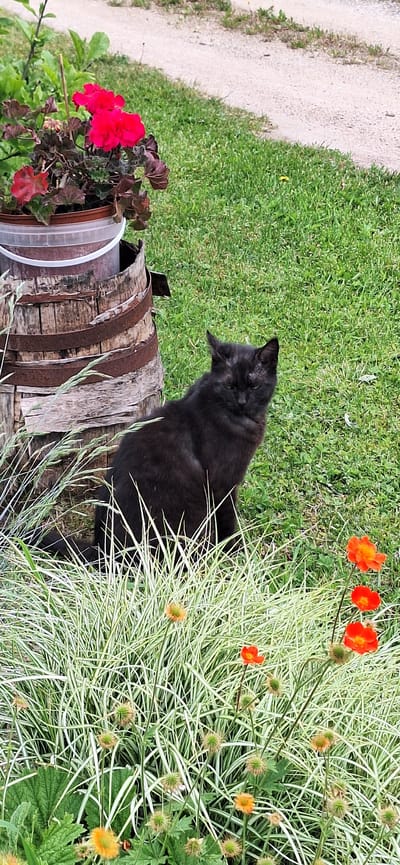 A black cat sits poised on a rustic, weathered wooden barrel in an outdoor garden scene. The cat, fluffy and facing left with its back partially to the viewer, appears to be observing something beyond the frame.

To the left of the barrel, a potted plant displays vibrant red geranium flowers. On the right side of the image, a dense clump of variegated ornamental grass with distinctive green and white striped blades fills the foreground and midground. Scattered among this grass are several small, bright orange-red flowers, possibly Geum or Avens, with some already developing into their characteristic spiky seed heads.

Behind the cat and barrel, a lush green lawn extends into the background. A light-colored gravel or dirt path runs along the left edge of the grassy area. The barrel itself is old, with visible rust on its metal bands and aged wooden staves. The lighting is bright, indicating it is daytime. The overall setting is natural and tranquil. No text is visible in the image.