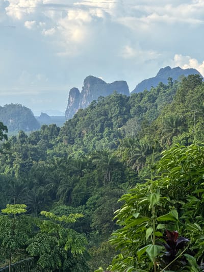 The image depicts a dense, lush jungle landscape with dramatic limestone karst formations rising in the background. In the foreground, various shades of green foliage dominate, with some trees displaying a lighter, almost chartreuse hue. The mid-ground is a thick tapestry of trees, including palm trees and other tropical vegetation, extending up to the base of the imposing mountains. The mountains themselves are characterized by their sheer, rocky faces and rounded peaks, partially shrouded in mist. The sky above is a pale blue with scattered, wispy clouds, hinting at a partly cloudy day. The overall impression is one of a wild, untouched tropical environment. The scene is likely located in the vicinity of Ban Tak Daet, Thailand, known for its similar geological formations and abundant vegetation. There are no people, animals, or man-made structures clearly visible in the image, focusing solely on the natural scenery.