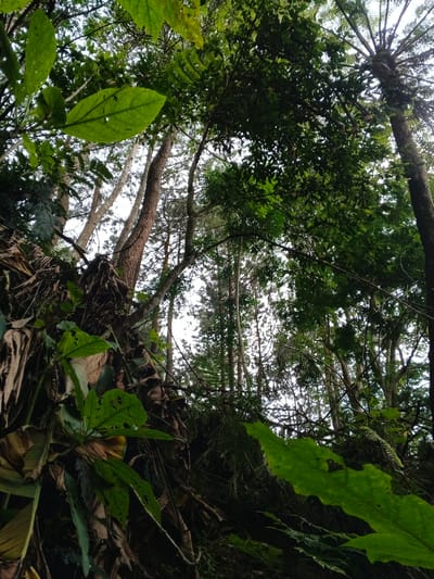 The image captures a dense, natural forest scene, viewed from a low-angle perspective looking upwards into the tree canopy. The primary subjects are numerous trees of varying heights and species, with their trunks extending skyward. The foreground features an abundance of lush green foliage, including several large, prominent leaves in the lower left and bottom right corners, some showing signs of damage or wear. There are also dried, brown leaves and plant matter visible on the left side, suggesting ground cover or decaying vegetation.
The scene is dominated by vibrant green leaves, forming a thick canopy that filters the light. Some tree trunks are clearly visible, while others are obscured by the dense vegetation. On the far right, a tree with distinctive frond-like branches, possibly a tree fern, stands out against the lighter sky. The lighting is diffused, suggesting an overcast day or early morning/late afternoon light filtering through the dense canopy, creating a soft, even illumination with no harsh shadows.
There are no people, animals, or man-made objects visible in the frame, emphasizing the untouched natural environment. The setting is a rich, verdant woodland, likely a wilderness or protected area. Given the location context of Chilanga, Zambia, this image depicts a typical lush, tropical or sub-tropical forest landscape. The overall mood conveyed is one of tranquility and natural immersion. No text is visible in the image.