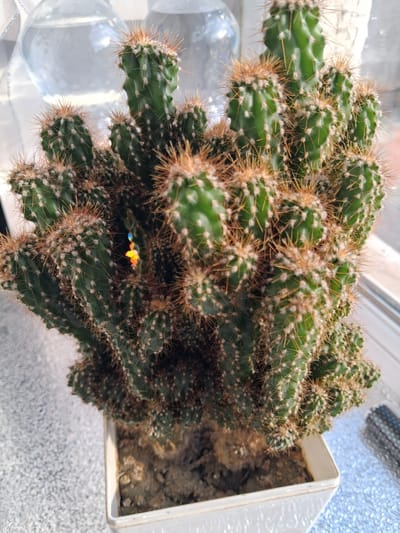 A potted cactus sits on a windowsill in Guldaula, Kazakhstan. The cactus is a dense cluster of green, ribbed stems covered in sharp, yellowish-brown spines. Several of the stems have small, colorful glints of light reflecting off them, possibly from a prism or a piece of glass. The cactus is in a white, square plastic pot filled with soil. In the blurred background, a clear glass vessel filled with water is visible, along with a white curtain or fabric. The windowsill appears to be made of a textured, speckled material, and beyond it, a window shows a bright, possibly sunny, outdoor scene.