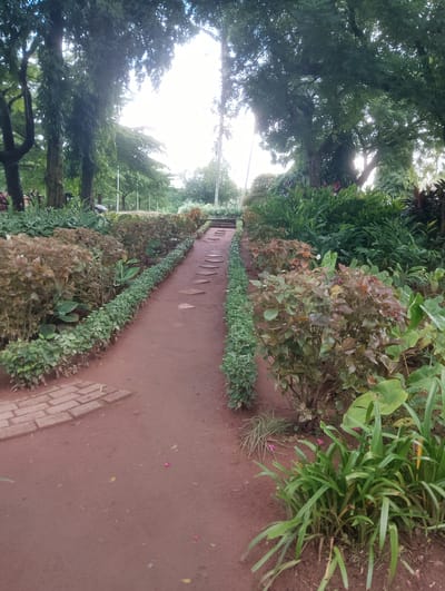 The image depicts a path leading through a lush, green park area. The path itself is made of reddish-brown soil and is lined with two neat rows of manicured green bushes. Stepping stones are embedded into the path, leading upwards and away from the viewer. On either side of the path, dense vegetation with various shades of green and reddish-brown foliage creates a natural, slightly wild border. In the background, tall trees with dense canopies dominate the scene, with bright daylight filtering through the leaves, creating a dappled effect. The ground in the foreground is also covered with the reddish-brown soil, with a few scattered leaves and pink petals. A small section of brick paving is visible on the left side of the path. The overall impression is of a serene and well-maintained garden or park, likely in a tropical or subtropical climate. This scene could be found in a public park within the city of Iju, Nigeria.