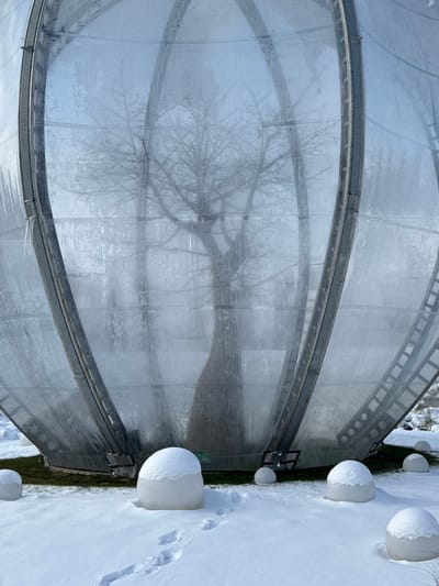 The scene depicts a large, curved, semi-transparent dome-like structure situated in Plodorodny, Russia, under winter conditions. The structure features a metallic framework supporting translucent panels, which are frosted and display icicles along vertical supports on the left. Inside the dome, the dark silhouettes of several bare deciduous trees are visible, with a prominent, large tree centered behind the panels. The ground in the foreground is covered in a layer of white snow. Multiple semi-spherical objects, partially covered in snow, are arranged on the ground. A set of human footprints is visible in the snow, originating from the lower left and moving towards the structure. No individuals or active subjects are present.