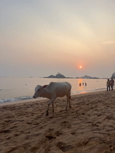 The scene depicts a sandy beach in Gokarna, India, during either sunrise or sunset under a hazy sky. In the foreground, a light-colored Zebu cow with a prominent hump walks from left to right across the sand, partially facing the viewer. The sand features various footprints. The calm ocean water, reflecting the low-hanging red-orange sun on the horizon, has small waves breaking at the shore. In the mid-distance, several dark rocky outcrops are visible in the water; one island further left supports a small, dark structure. Three human figures are partially submerged in the ocean water, silhouetted against the sun's reflection. On the far right of the beach, two additional silhouetted human figures walk away from the waterline, moving rightwards across the sand.