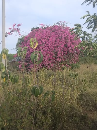 The image depicts an outdoor scene in West Uyoma ward, Kenya, under an overcast sky. In the midground, a large, dense bush or tree covered in numerous vibrant pink flowers dominates the center. To the left of this pink flowering plant, a slender, light-colored utility pole extends vertically from the bottom of the frame towards the top. Partially visible behind the flowering plant, towards the left, is a portion of a structure with a dark roof. The foreground consists of an expanse of mixed vegetation, including numerous green and yellowish-green plants and stalks, some with distinct large, rounded green leaves. A branch with green leaves is partially visible on the far right. No human figures or discernible animal life are present.