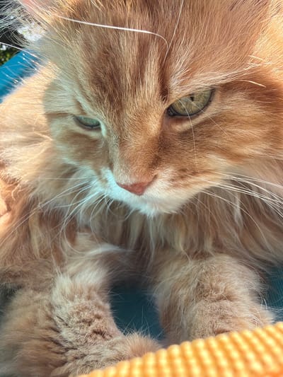 An extreme close-up shot captures the face of an orange tabby cat. The cat's fur is long and fluffy, with warm tones ranging from golden blonde to a deeper copper. Its left eye, a striking pale green, is partially closed, suggesting a relaxed or sleepy state. The cat's nose is a soft pink, and its white whiskers fan out prominently from its muzzle. The background is blurred, with hints of a bright turquoise surface and a vibrant orange textured object. The overall lighting suggests it is daytime, possibly outdoors, with sunlight casting a warm glow on the cat's fur. There is no indication of the city of Peniki, Russia, or any human presence in this image.