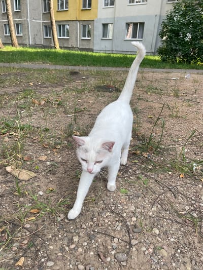A white cat with pink ears and green eyes is walking on a dirt path in front of a multi-story building. The building appears to be an apartment complex with several windows. Trees and grass are visible around the building. The cat is in the foreground of the image, and its tail is raised in the air. The scene is consistent with an outdoor urban environment in Barysaw, Belarus.