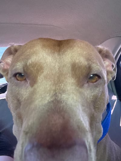 The image is a close-up, low-angle selfie of a tan dog, likely a pitbull breed, inside a vehicle. The dog's head fills most of the frame, with its nose and eyes prominently featured. The background consists of the vehicle's interior, including the headliner and a portion of a seat. The dog is wearing a bright blue collar. There is no visible indication of the location being Usatove, Ukraine.