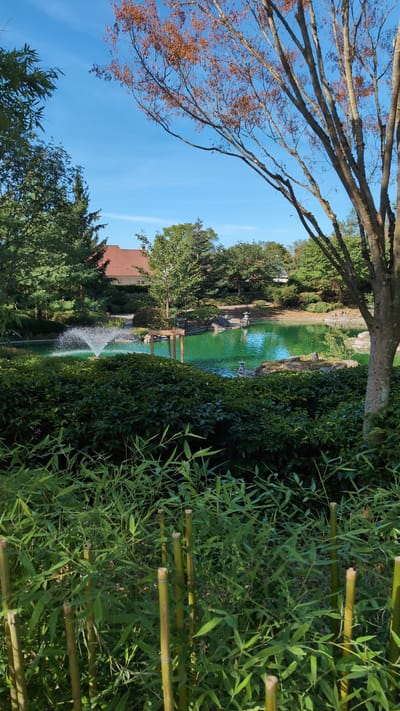 The image depicts a tranquil Japanese garden in Dijon, France, under a clear blue sky. In the foreground, a dense hedge of dark green bushes and tall green bamboo stalks with visible nodes create a natural barrier. Beyond the hedge, a vibrant green pond is the central feature, with a tiered water fountain actively spraying water into the air. A wooden footbridge crosses a section of the pond, leading to small islands adorned with rocks and a decorative lantern. The background features lush trees with varying shades of green foliage, some with a reddish hue suggesting autumn. A terracotta-tiled roof of a building is visible peeking through the trees. The overall impression is one of serenity and natural beauty.